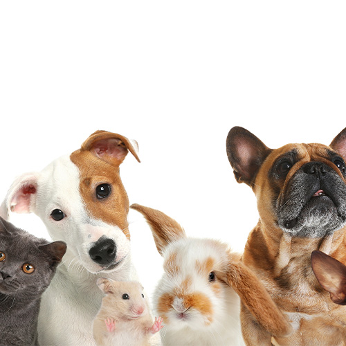 Can a Family Pet Visit the Chapel or Crematorium to Say Goodbye?