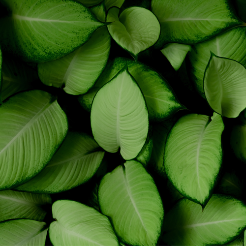 Sustainability and Eco-Friendly Celebrant Services